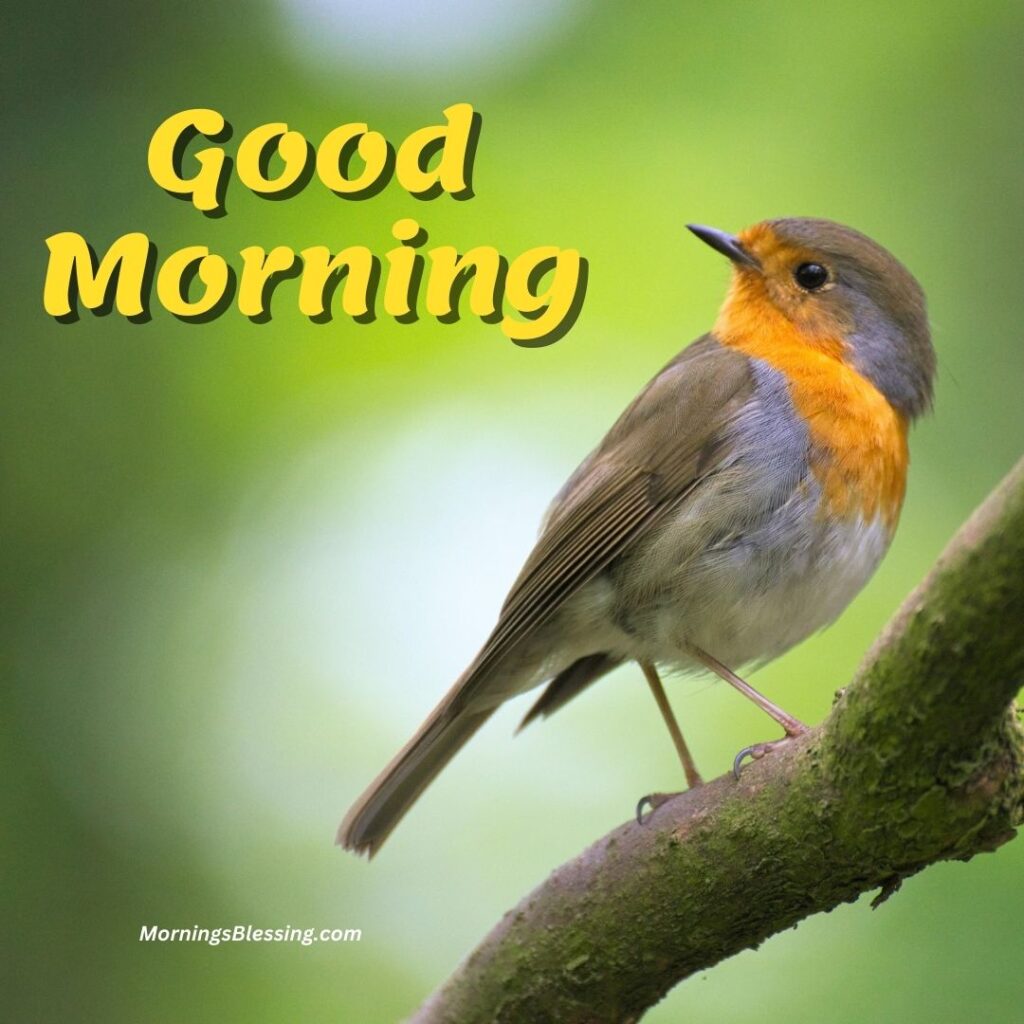 Good Morning Beautiful Birds HD Images