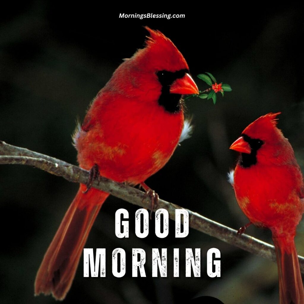 good morning love couple red bird image